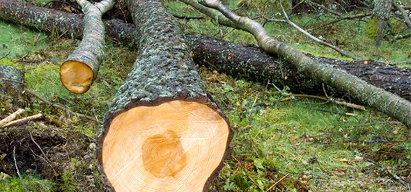 Tree Maintenance
